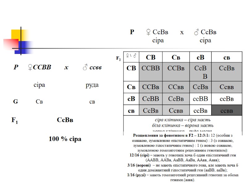 P       ♀ СсВв     
